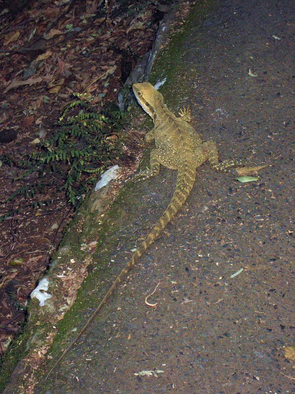2009-11-06 22-05-23_2.jpg - Waldbewohner bei der "Natural Bridge"